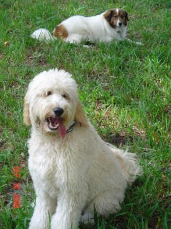 RE: Easy Clean Up For Muddy Dogs