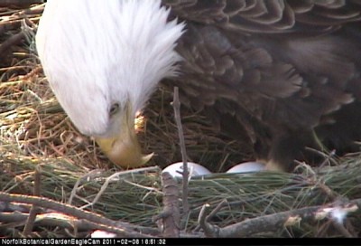 Link: Live Eagle Cam (Norfolk Botanical Gardens, Virginia) | ThriftyFun