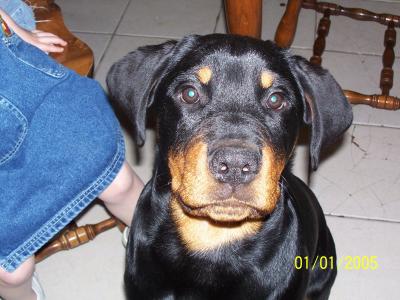 RE: Do Dogs that Survive Parvo Still Carry the Virus?