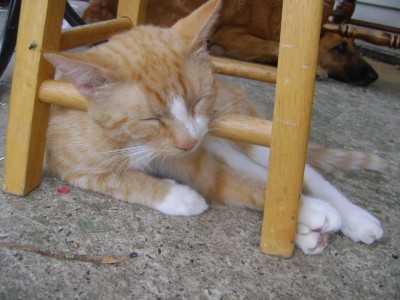 RE: Kelly (Long Haired Calico)