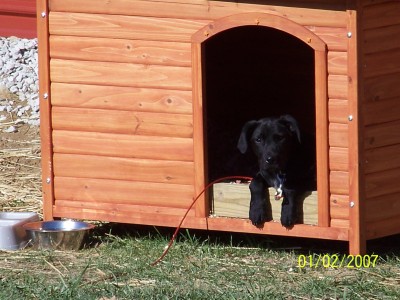 RE: What Breed is My Dog?