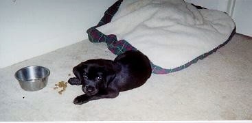 RE: Training a 5 Week Old Puppy