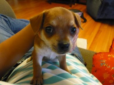 RE: Miniature Pincher / Chihuahua Mix