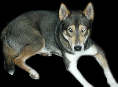 RE: What Breed is My Dog?