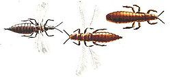 RE: Tiny Flying Insects in the House