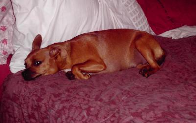 RE: Miniature Pincher / Chihuahua Mix