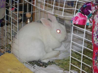 RE: Snowbelle (White Rabbit)