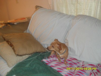 RE: Remedy for Pets Dry Skin