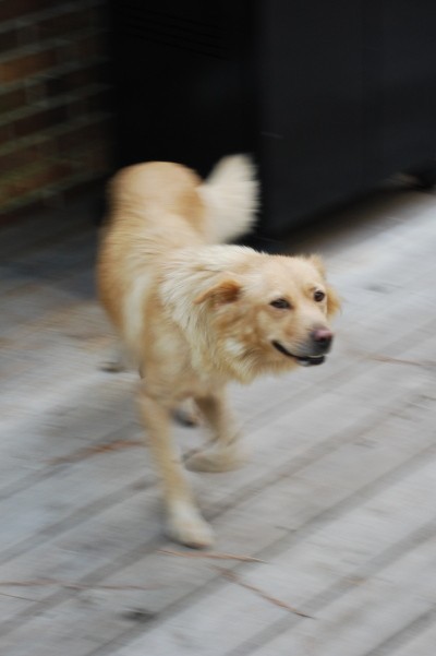 Please adopt this Golden Retriever Chow Mix!