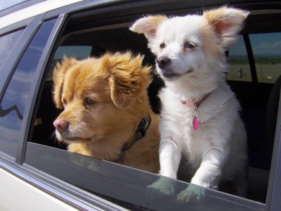 RE: Potty Training an Abused Dog