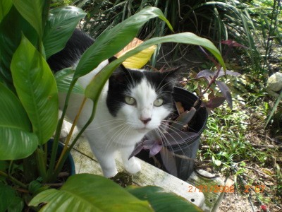 RE: In Memory Of Rosabella (Tortoiseshell)