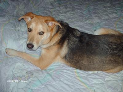 RE: What Breed Is My Dog? (German Shepherd mix)