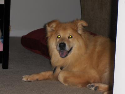 RE: Golden Retriever Chow Mix Puppy
