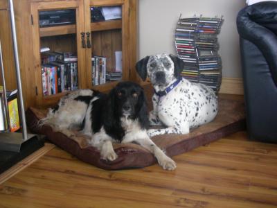 RE: Angel (German Shorthaired Pointer/Dalmation)