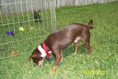 RE: Miniature Pincher / Chihuahua Mix