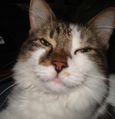 RE: Cat Won't Use Litter Box