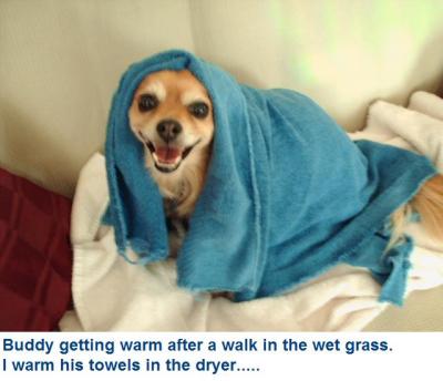 RE: Inexpensive Dog Coat