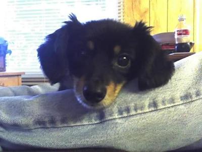 RE: Dachshund/Pomeranian Mix Photos