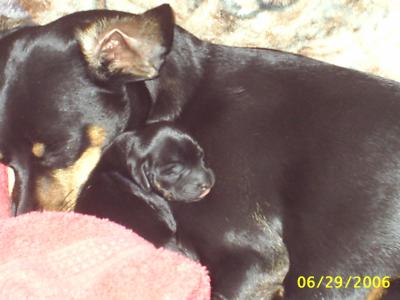 RE: Miniature Pincher / Chihuahua Mix