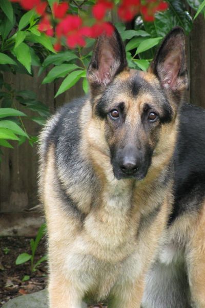 RE: Hunter (German Shepherd)