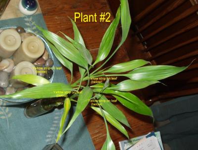 yellow leaves & black patch on one stalk
