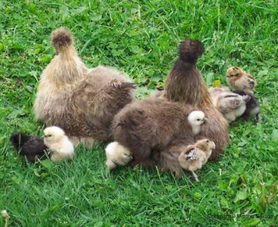 RE: Eggs After Their