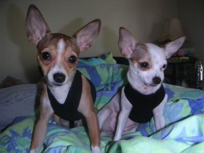 RE: Miniature Pincher / Chihuahua Mix