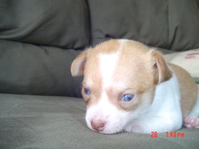 RE: Miniature Pincher / Chihuahua Mix