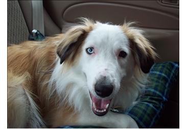 RE: Potty Training an Abused Dog
