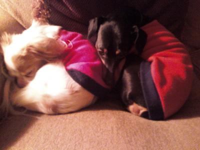 RE: Ideal Weight for a Miniature Pinscher/Chihuahua