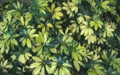 RE: What Is This Plant?