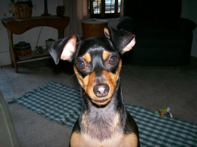 RE: Natural Treatment for Yeast Infection in Dog's Ears