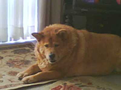 RE: Golden Retriever Chow Mix Puppy