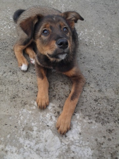 RE: What Breed Is My Dog (German Shepherd Mix)