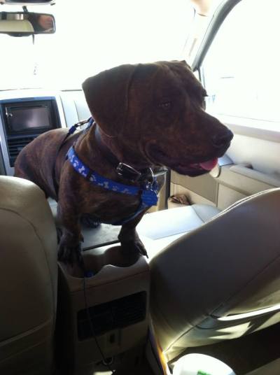RE: Can You Cross Breed a Dachshund with a Pit Bull? RE: Can You Cross Breed a Dachshund with a Pit Bull?