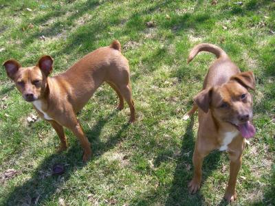 RE: Miniature Pincher / Chihuahua Mix