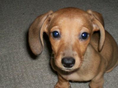 RE: Sasha (Mini Dachshund)