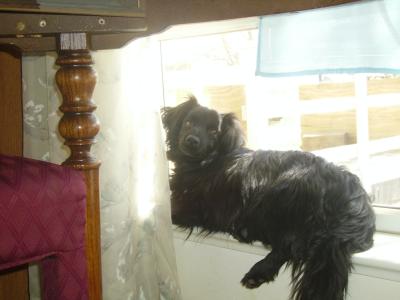 RE: Dachshund/Pomeranian Mix Photos