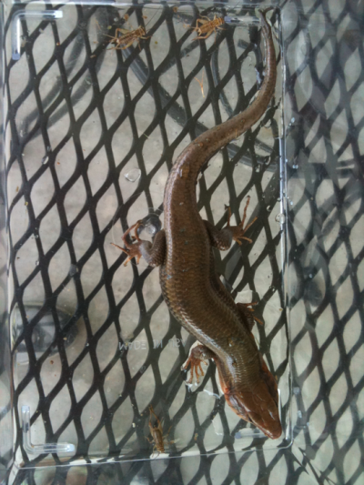 RE: Skink Lizard on the Wall