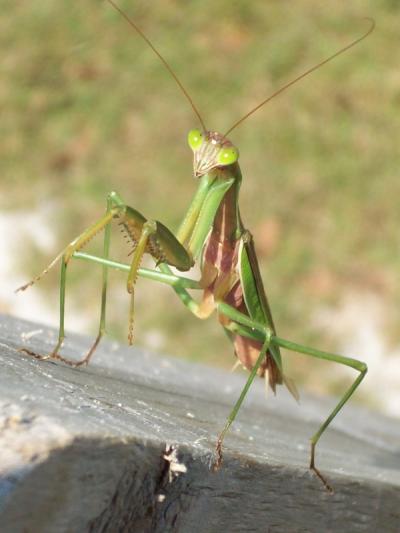 RE: Garden: Praying Mantis