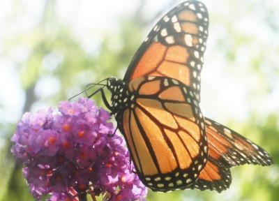RE: Eastern Tiger Swallowtail Butterfly