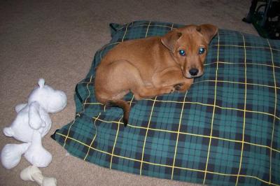 RE: What Breed Is My Dog?