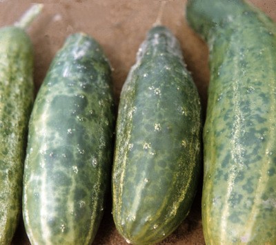 RE: Cucumbers Have White Spots