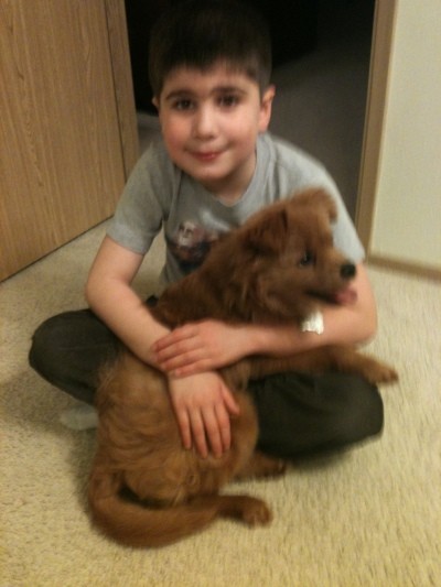RE: Golden Retriever Chow Mix Puppy