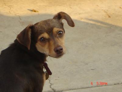 RE: Miniature Pincher / Chihuahua Mix