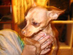 RE: Miniature Pincher / Chihuahua Mix