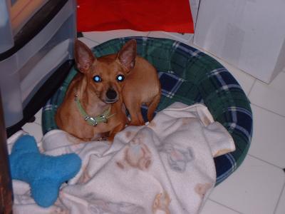 RE: Miniature Pincher / Chihuahua Mix