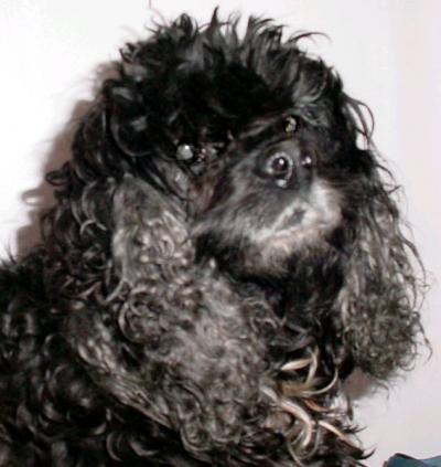 RE: Treating a Dog's Ear Infection Without Antibiotics