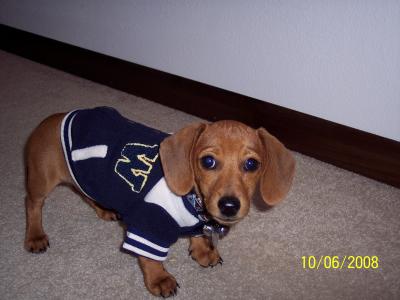 RE: Sasha (Mini Dachshund)
