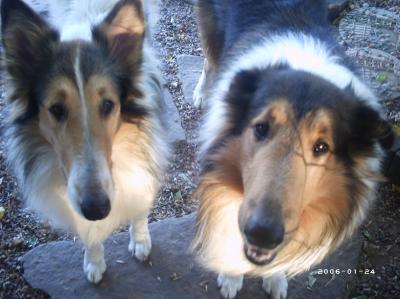 RE: Taking Good Pet Photos